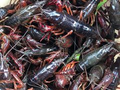 -同銮特种养殖场·龙虾垂钓