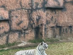 -清迈夜间动物园