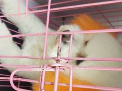 -优缇多格专业宠物美容师培训学校