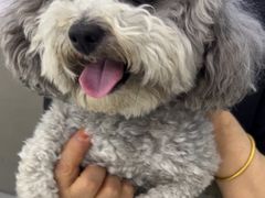 -pd派德宠物中心医院24H急重症·眼科中心·血液透析中心(嵩山北路店)