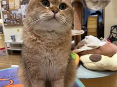 -滚猫咖啡·猫咖·猫友好撸猫(未来城店)