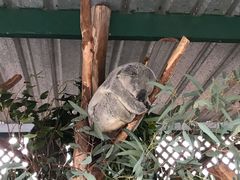 -费瑟代尔野生动物园