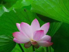 -莲花池公园