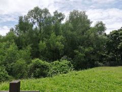 -大亚湾红树林城市湿地公园