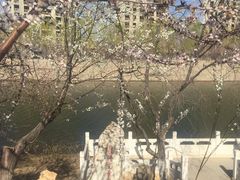 -桃花堤公园