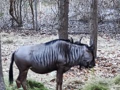 -清迈夜间动物园