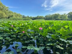 -莲花池公园
