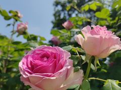 -祥源·阜阳生态乐园