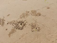 -日照海滨国家森林公园