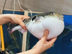 -天正河鲀·河豚亭(大连店)