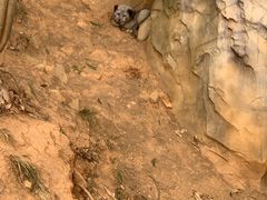 -云南野生动物园