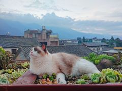 -喵屿·大理花园猫咖