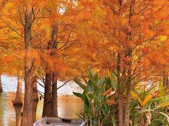 -白鹭湾湿地公园