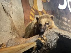 -Zoolung Zoolung动物主题公园(海信广场店)