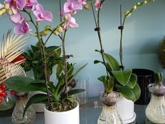 -花心思鲜花店(武昌徐东店)