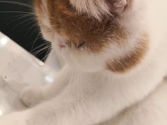 -飞行喵MR PILOT|猫舍·猫咖(静安大融城店)