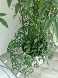 -HEYAN荷妍专业脱毛连锁机构