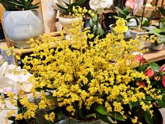 -溪岸路花鸟市场