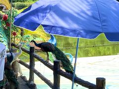 -西双版纳原始森林公园