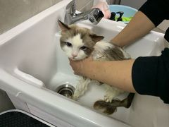 -叮叮猫咪生活馆