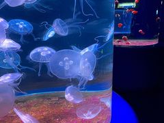 -欢乐海岸海洋奇梦馆