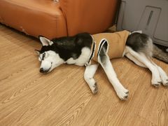 -怪兽屋·羊驼·猫咖·狗咖(俊华广场店)