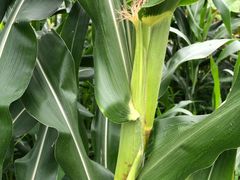 -岣嵝峰国家森林公园