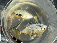 -小猫钓鱼海钓俱乐部(椰梦长廊店)