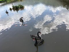 景点-腾冲北海湿地