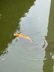 -安琪朵朵独栋花园月子中心