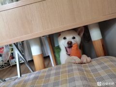 -萌宠之家·腊肠犬·马尔泰·小体犬舍