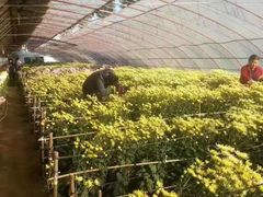 -华强阁菊花宴自助火锅店