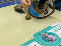 -瑞派动物医院·猫专科·至诚(江南中分院)