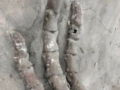 -吉林省自然博物馆