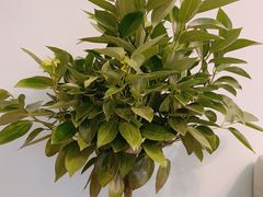 -白佛花鸟鱼虫批发市场小型宠物交易(东区)