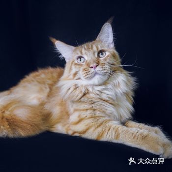 猫加加.撸猫馆.明猫舍（虹口店）
