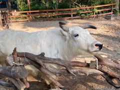 -广州长隆野生动物世界