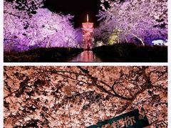 -东湖磨山景区樱花园-停车场