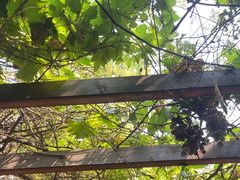 -秋果四合院酒店(北京王府井协和医院店)