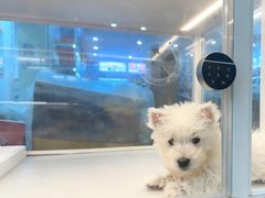 -翊宠yipet猫狗购宠庄园犬舍•猫舍