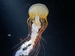-欢乐海岸海洋奇梦馆