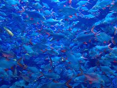 -成都浩海立方海洋公园