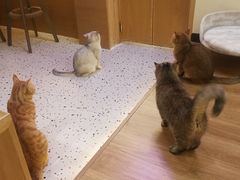-滚猫咖啡·猫咖·猫友好撸猫(未来城店)