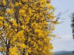 -天适樱花悠乐园