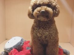 宠物寄养间-Oh My Dog宠物沙龙(伊珊娜皮毛护理店)