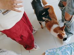 -怪兽屋·羊驼·猫咖·狗咖(俊华广场店)