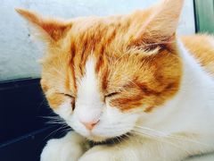 -喵的天空名猫咖啡馆·撸猫·猫舍·用品