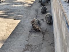 -昆明动物园