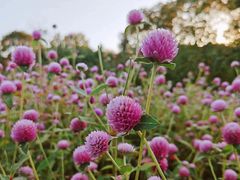 -花开海上生态园
