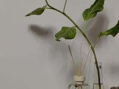 -BEAST野兽派(上海浦东嘉里城店)